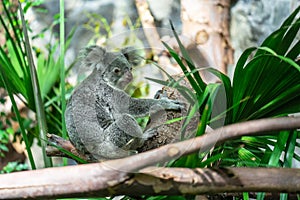 The koala, Phascolarctos cinereus, or, inaccurately, koala bear is an arboreal herbivorous marsupial native to Australia