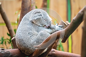 The koala, Phascolarctos cinereus, or, inaccurately, koala bear is an arboreal herbivorous marsupial native to Australia