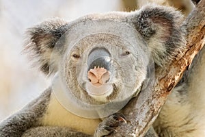 Koala, Phascolarctos cinereus, koala bear
