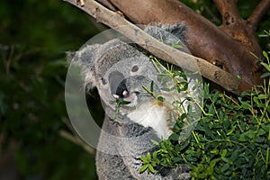 Koala, phascolarctos cinereus, Male eating Eucalyptus Leaves