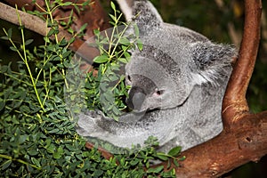 Koala, phascolarctos cinereus, Male sitting on Branch