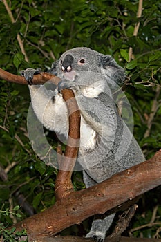 Koala, phascolarctos cinereus, Male standing on Branch