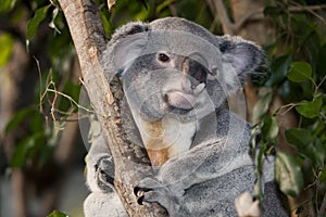 Koala, phascolarctos cinereus, Male standing on Branch