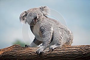 Koala, phascolarctos cinereus, Mother sitting on Branch