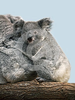 Koala, phascolarctos cinereus, Mother with Young
