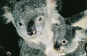 Koala, phascolarctos cinereus, Mother with Young