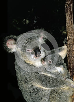 Koala, phascolarctos cinereus, Mother and young