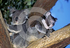 Koala, phascolarctos cinereus, Mother with Young, Australia