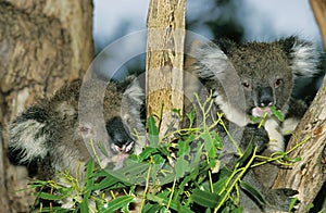 Koala, phascolarctos cinereus, Mother with Young eating Eucalyptus Leaves, Australia