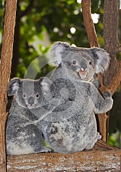 Koala, phascolarctos cinereus, Mother and young on its Back