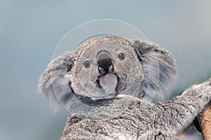Koala, phascolarctos cinereus, Portrait of Female