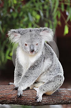 Koala (Phascolarctos cinereus) photo