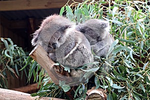 Koala (Phascolarctos cinereus) resting in a zoo : (pix Sanjiv Shukla)