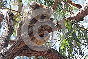 Koala (Phascolarctos cinereus) photo