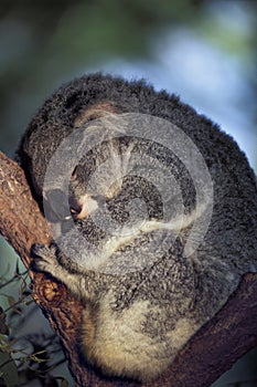Koala Phascolarctos cinereus sleeping on a tree photo