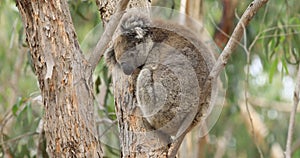 Koala, Phascolarctos cinereus, on a tree 4K
