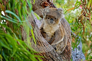 Koala - Phascolarctos cinereus on the tree in Australia