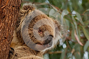 Koala - Phascolarctos cinereus on the tree in Australia, eating, climbing on eucaluptus