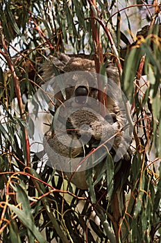 Koala. Koala, Phascolarctos cinereus
