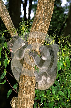 KOALA phascolarctos cinereus, YOUNGS HANGING FROM BRANCH, AUSTRALIA