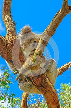 Koala Phillip Island