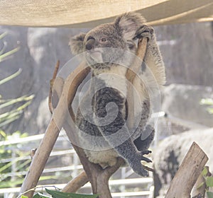 Koala on Tree in Sydney Zoo