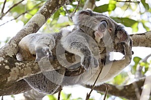 Koala relaxing in a tree, Australia