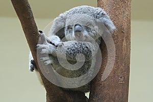 Está descansando a durmiendo sobre su un árbol 