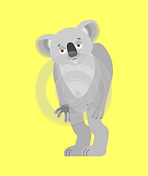 Koala sad. koala bear sorrowful. Beast dull. Vector illustration