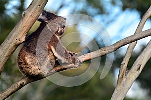 Koala sit on an eucalyptus tree