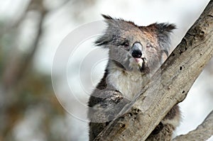 Koala sit on an eucalyptus tree