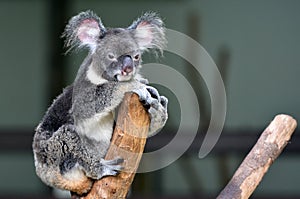 Koala sit on a tree looks at the camera photo