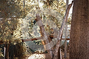 Koala sitting in an Australian native gum tree eating leaves