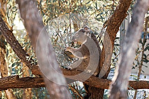 Koala sitting in an Australian native gum tree eating leaves