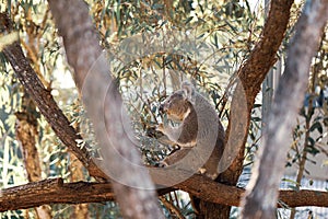 Koala sitting in an Australian native gum tree eating leaves
