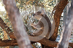 Koala sitting in an Australian native gum tree eating leaves