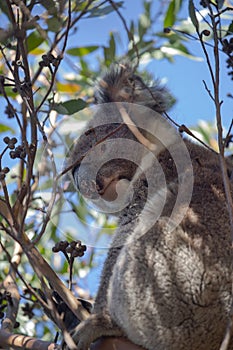 Koala sitting on a branch, close-up, focus on nose and fur