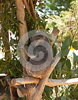 A Koala sitting and eating Eucalyptus leaves