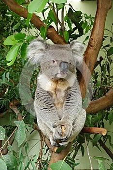 Koala sitting on a eucalyptus tree