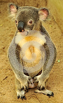 Koala is sitting on the ground