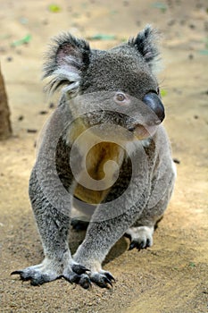Koala sitting on the ground