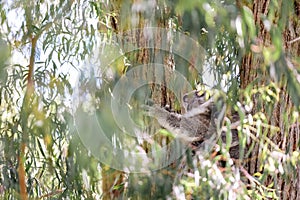 Koala sitting in gum tree partially obscured by eucalyptus leaves