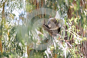 Koala sitting in gum tree partially obscured by eucalyptus leaves