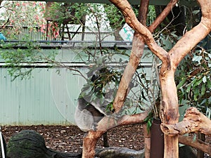 Koala sitting on a tree branch in Featherdale Sydney Wildlife Park, Sydney, Australia