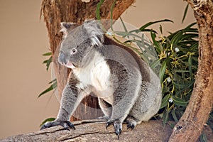 The koala is sitting on a tree branch photo