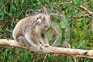 Koala sitting on a tree trunk in Koala Conservation center in Cowes, Phillip Island, Victoria, Australia