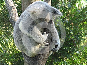 Koala Sleeping