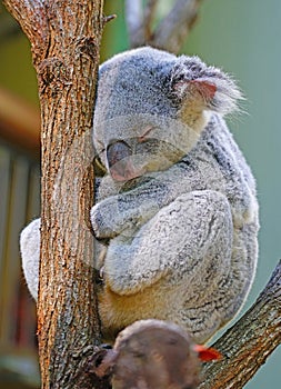 A koala sleeping on a eucalyptus gum tree in Australia