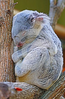 A koala sleeping on a eucalyptus gum tree in Australia