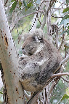 Koala sleeping in eucalyptus tree